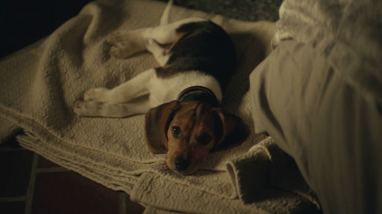 Daisy the puppy laying on blanket John Wick